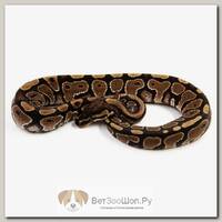 EXOPRIMA Python regius "Asphalt/specter" Королевский питон, самец, S-M, №270 (Германия)