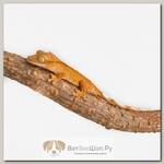 EXOPRIMA Бананоед Mixed Morphs, S (Германия)