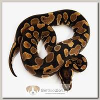 EXOPRIMA Python regius "Asphalt / specter mojave" Королевский питон, самец, S-M (Германия)