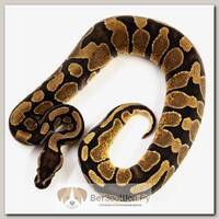 EXOPRIMA Python regius "Enchi yb het pied" Королевский питон, S-M (Германия)