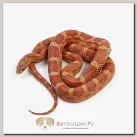 Pantherophis guttatus Маисовый полоз Lava (самец) EXOPRIMA