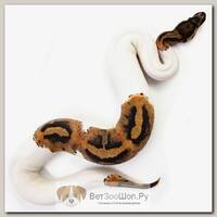 EXOPRIMA Python regius "Od piebald" Королевский питон, S-M, №315 (Германия)