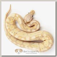 EXOPRIMA Python regius "Banana od pastel hypo" Королевский питон, S-M (Германия)