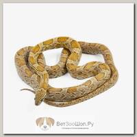 Pantherophis guttatus Маисовый полоз Caramel het scalelles (самка) EXOPRIMA