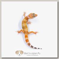 ExoPrima Эублефар пятнистый Hypo Tangerine, S