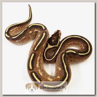 EXOPRIMA Python regius "Freeway" Королевский питон, S-M, №39 (Германия)