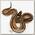 EXOPRIMA Python regius 