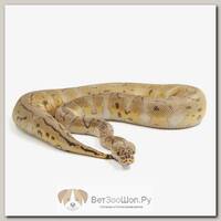 EXOPRIMA Python regius "Super pastel clown" Королевский питон, самец, S-M (Германия)