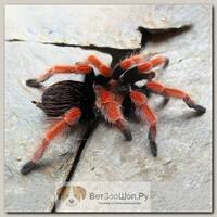 ExoPrima Brachypelma boehmei Огненноногий паук-птицеед (Германия)