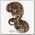 EXOPRIMA Python regius 