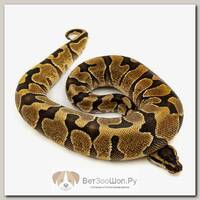 EXOPRIMA Python regius "Leopard yb enchi" Королевский питон, самка, S-M (Германия)