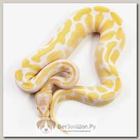 EXOPRIMA Python regius "Albino" Королевский питон, S-M (Германия)