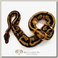 EXOPRIMA Python regius "Piebald" Королевский питон, S-M, №223 (Германия)