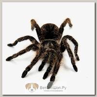 Tliltocatl (Brachypelma) albopilosum Курчавоволосый паук-птицеед EXOPRIMA, S (Германия)