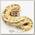 EXOPRIMA Python regius 