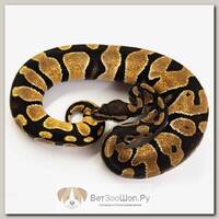 EXOPRIMA Python regius "Orange Dream" Королевский питон, самец, S-M, №252 (Германия)