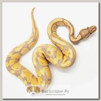 EXOPRIMA Python regius "Banana het pied female maker" Королевский питон, S-M (Германия)