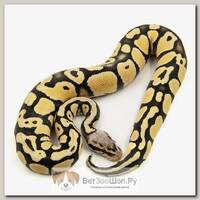 EXOPRIMA Python regius "Pastel desert ghost" Королевский питон, самец, S-M, №187 (Германия)
