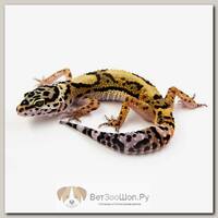 EXOPRIMA Eublepharis macularius mix morph Пятнистый леопардовый эублефар, S (Германия)