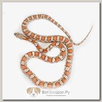 EXOPRIMA Маисовый полоз Hypo, S (Германия)