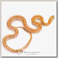 ExoPrima Pantherophis guttatus Маисовый полоз, микс морф (Германия)