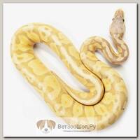 EXOPRIMA Python regius "Banana od pastel" Королевский питон, S-M (Германия)