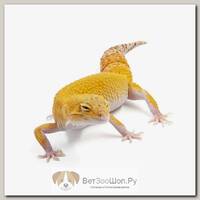 Eublepharis macularius, Пятнистый леопардовый эублефар Super hypo tangerine TA eclipse EXOPRIMA