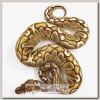 EXOPRIMA Python regius "Bamboo" Королевский питон, S-M (Германия)
