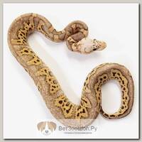 EXOPRIMA Python regius "Phantom pastel clown" Королевский питон, S-M (Германия)
