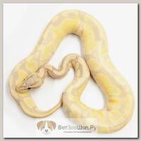EXOPRIMA Python regius "Banana super enchi poss het clown" Королевский питон, S-M (Германия)