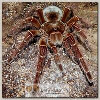 EXOPRIMA Theraphosa blondi Настоящий гигантский паук-птицеед, S (Германия)