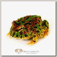 EXOPRIMA Лягушка Рогатка украшенная, S