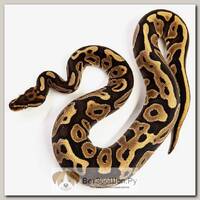 EXOPRIMA Python regius "Leopard special" Королевский питон, S-M (Германия)
