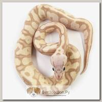 EXOPRIMA Python regius "Banana super pastel" Королевский питон, самка, S-M, №110 (Германия)