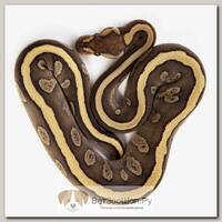 EXOPRIMA Python regius "Mojave redstripe" Королевский питон, S-M (Германия)