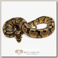 EXOPRIMA Python regius "Enchi yb" Королевский питон, самец, S-M, №241 (Германия)