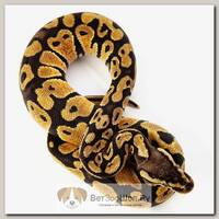 EXOPRIMA Python regius "Pastel" Королевский питон, S-M, №100 (Германия)