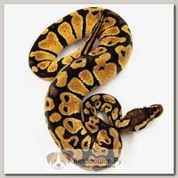 EXOPRIMA Python regius "Pastel" Королевский питон, S-M, №255 (Германия)