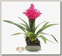 LUCKY REPTILE Растение для террариумов декоративное "Bromelia", 35см
