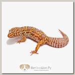 Eublepharis macularius, Пятнистый леопардовый эублефар Normal EXOPRIMA