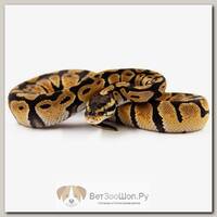 EXOPRIMA Python regius "Pastel" Королевский питон, S-M, №292 (Германия)