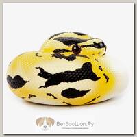 Коллекционная фигурка "Питон королевский  Piebald"