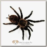 Aphonopelma hentzi Техасский коричневый паук-птицеед EXOPRIMA, S (Германия)