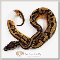 EXOPRIMA Python regius "Od piebald" Королевский питон, S-M, №97 (Германия)