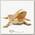 EXOPRIMA Pogona vitticeps 