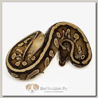 EXOPRIMA Python regius "Yb mojave" Королевский питон, самка, S-M (Германия)