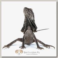 ExoPrima Chlamydosaurus kingii Плащеносная ящерица (Германия)