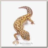 Eublepharis macularius, Пятнистый леопардовый эублефар Mack snow TA jungle EXOPRIMA