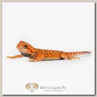 EXOPRIMA Агама бородатая Hypo trans, S