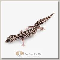 Eublepharis macularius, Пятнистый леопардовый эублефар Super snow EXOPRIMA
